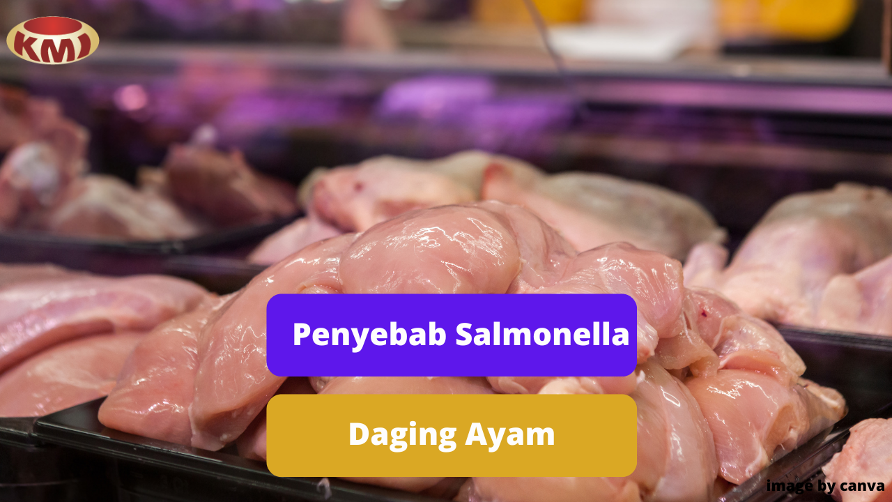 Berikut Ini Beberapa Penyebab Infeksi Salmonella Daging Ayam